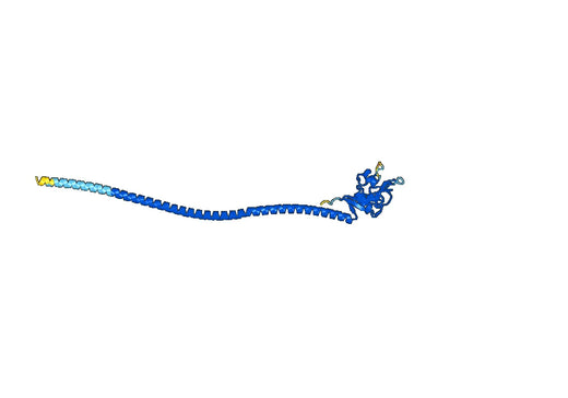 Human CD207 recombinant protein