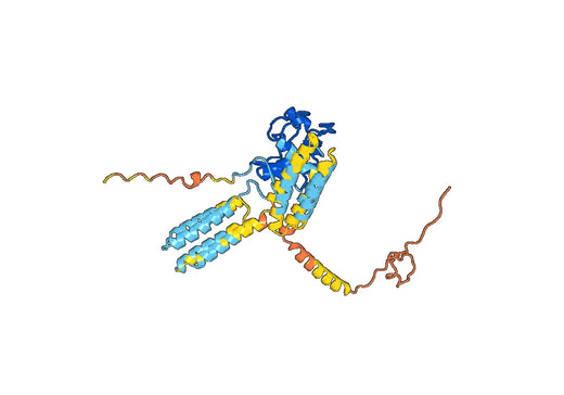 Human CD209 Monoclonal Antibody