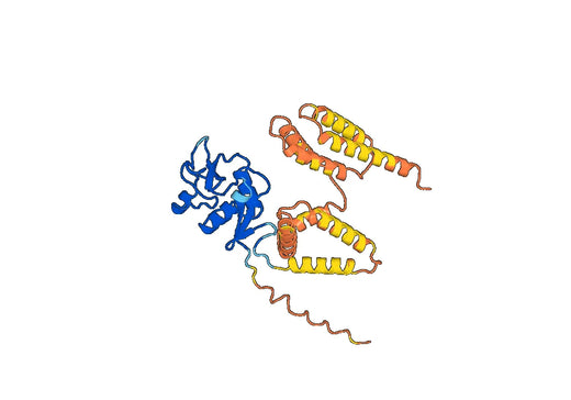 Human CD209 recombinant protein in mammalian cells