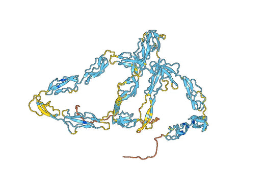 Human CD21/CR2 Monoclonal Antibody
