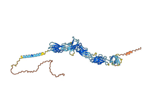 Human CD212/IL12RB1 Monoclonal Antibody