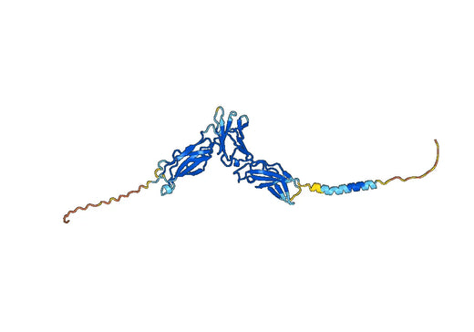Human CD213a2/IL13RA2 Monoclonal Antibody