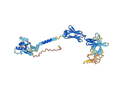 Human CD218b/IL18RAP Monoclonal Antibody