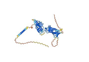 Human CD223/LAG3 (LAG-525) Monoclonal Antibody