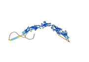 Human CD239/BCAM Monoclonal Antibody