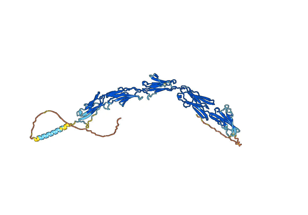 Human CD239/BCAM Monoclonal Antibody