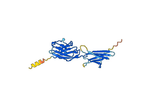 Human CD274 recombinant protein