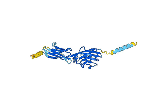 Human CD277-BTN3A1 recombinant protein