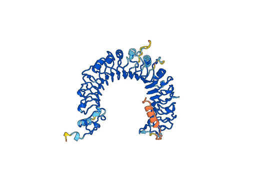 Human CD282-TLR2 recombinant protein