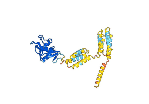 Human CD299-CLEC4M recombinant protein
