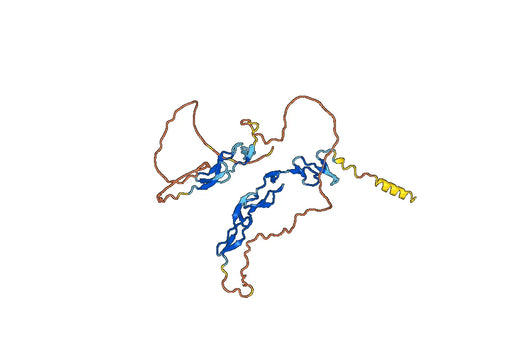 Human CD30 recombinant protein