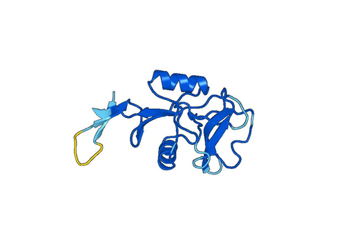Human CD303 / CLEC4C recombinant protein