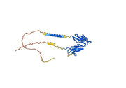 Human CD32b/FCGR2B Monoclonal Antibody