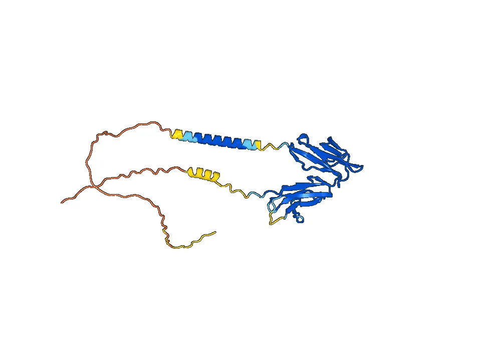 Human CD32b/FCGR2B Monoclonal Antibody
