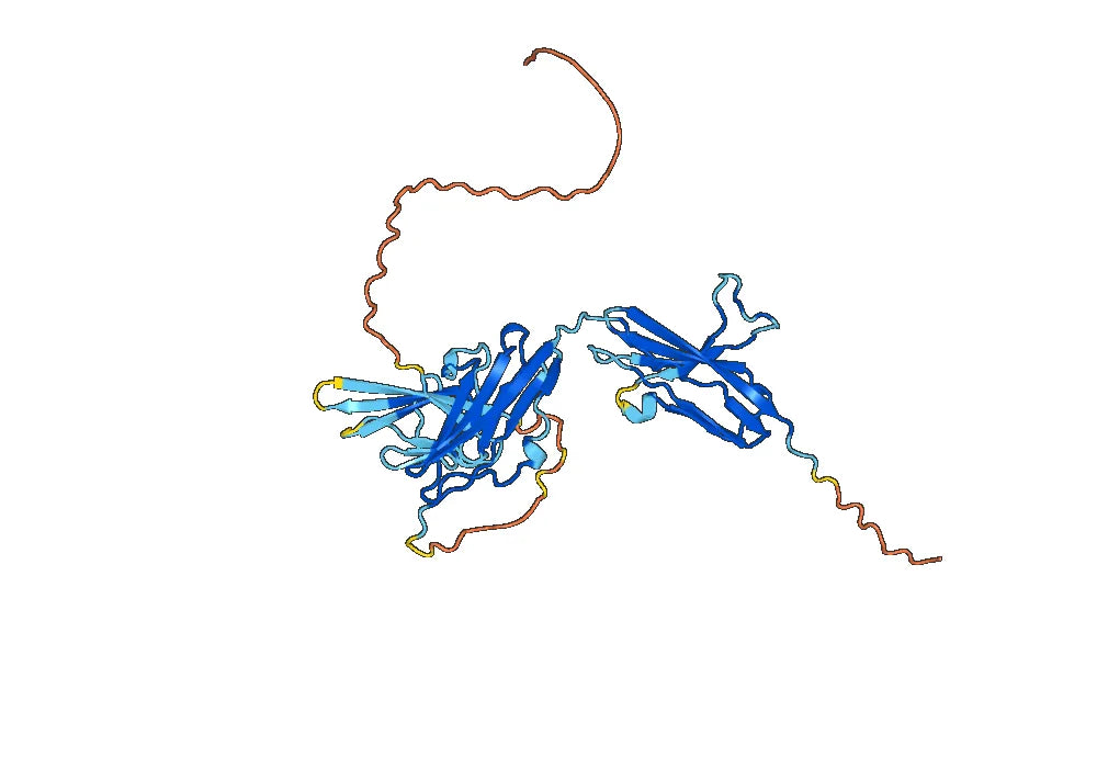 Human CD332-FGFR2 recombinant protein