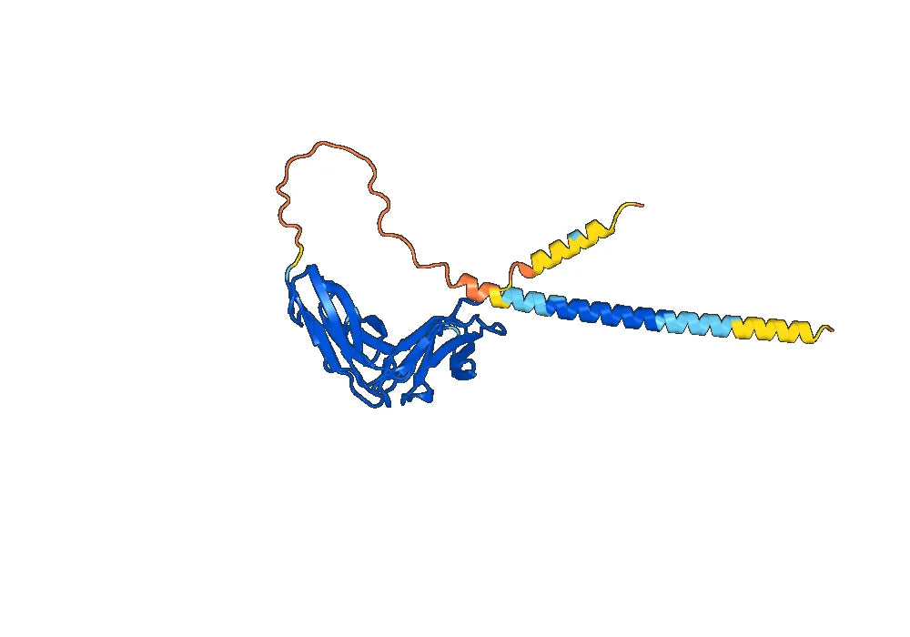 Human CD335/NCR1/NKp46 Monoclonal Antibody
