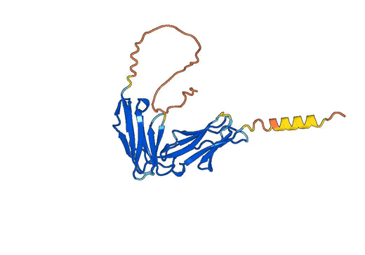 Human CD335 recombinant protein
