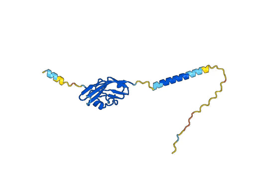 Human CD337/NCR3 Monoclonal Antibody