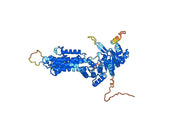 Human CD338/ABCG2 Monoclonal Antibody