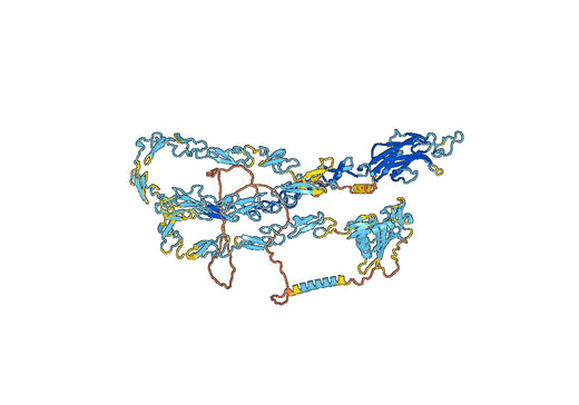 Human CD339/JAG1 Monoclonal Antibody
