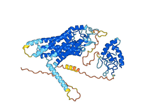 Human CD349/FZD9 Monoclonal Antibody
