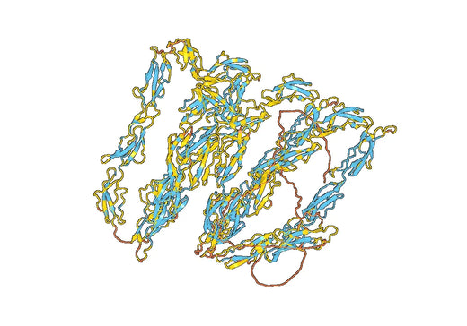 Human CD35/CR1 Monoclonal Antibody