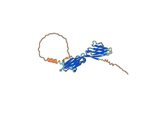 Human CD355-CRTAM recombinant protein