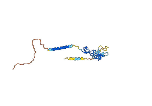 Human CD357/TNFRSF18/GITR (hu6C8) Monoclonal Antibody