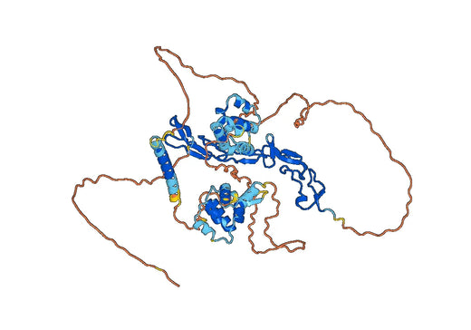 Human CD358/TNFRSF21 Monoclonal Antibody