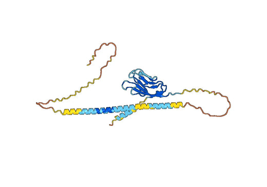 Human CD366/HAVCR2/TIM-3 (SAA0101) Monoclonal Antibody