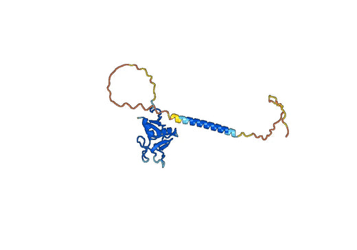 Human CD369/CLEC7A Monoclonal Antibody