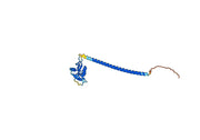 Human CD370/CLEC9A Monoclonal Antibody