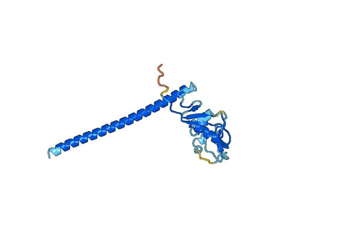 Human CD371-CLEC12A recombinant protein