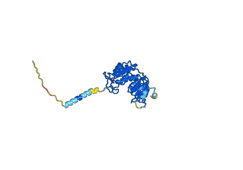 Human CD38 Monoclonal Antibody