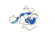 Human CD45/PTPRC Monoclonal Antibody