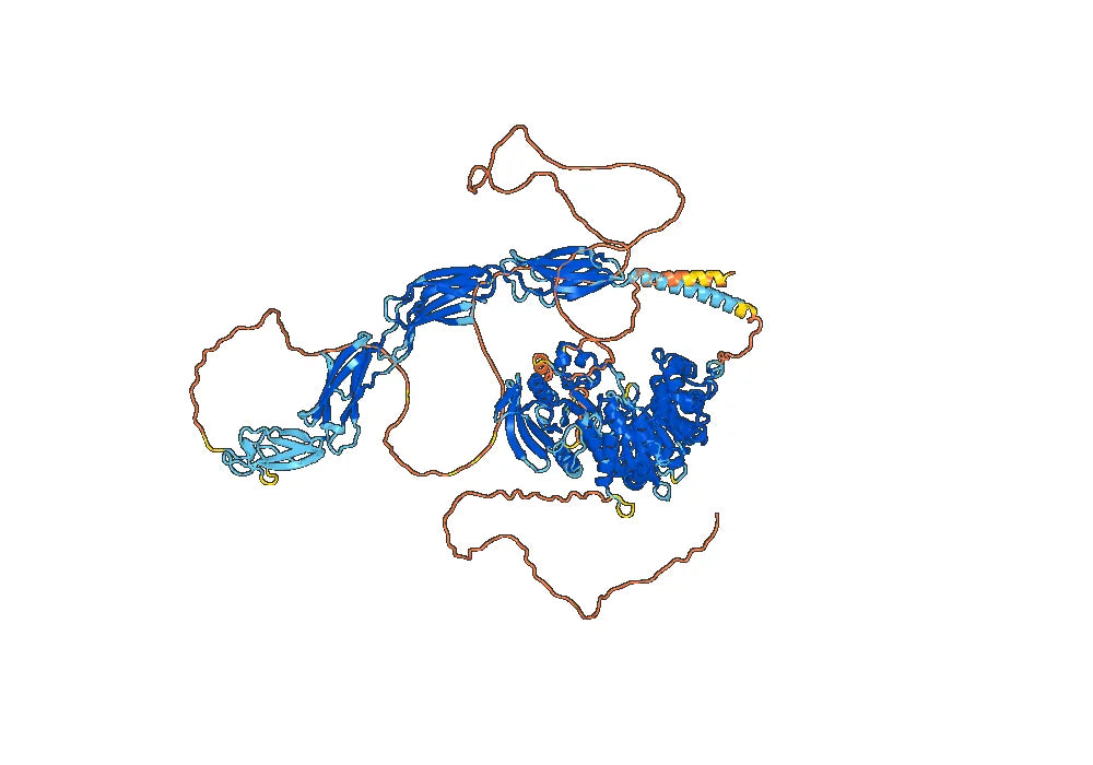 Human CD45/PTPRC Monoclonal Antibody