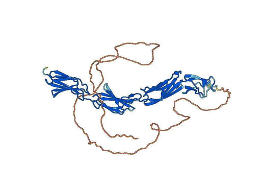 Human CD45 recombinant protein