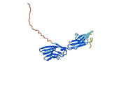 Human CD48 recombinant protein