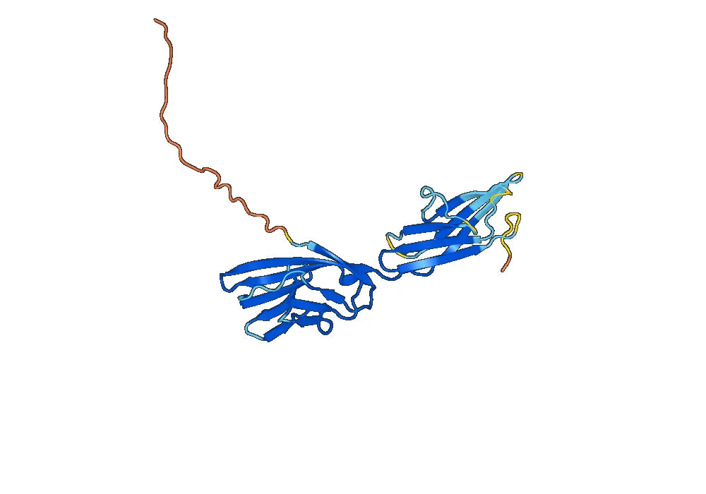 Human CD48 recombinant protein