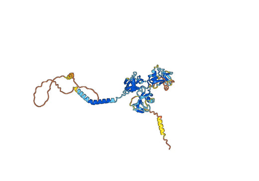Human CD5 (5D7) Monoclonal Antibody