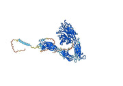 Human CD51/ITGAV Monoclonal Antibody