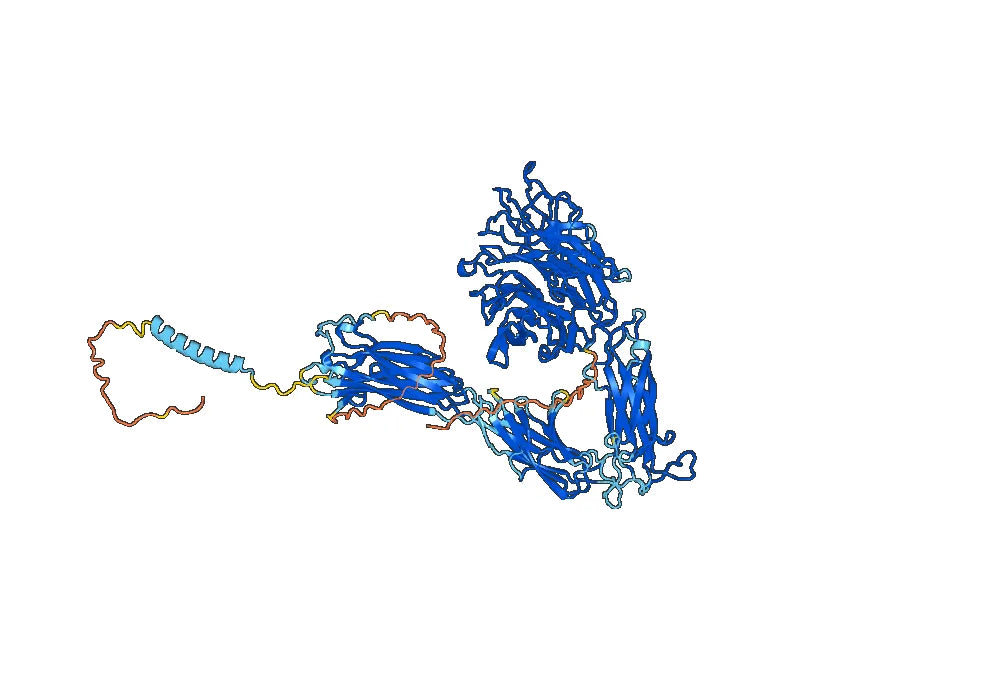 Human CD51/ITGAV Monoclonal Antibody