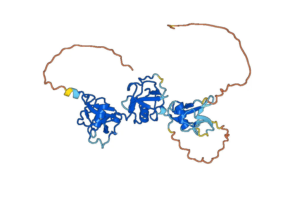 Human CD6 recombinant protein