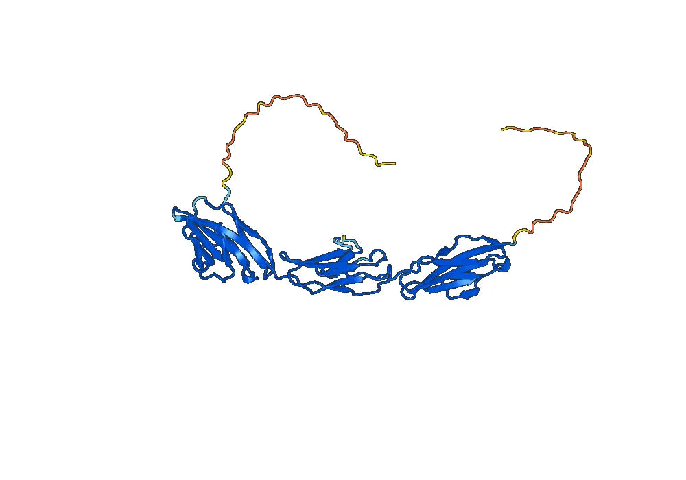 Human CD66b/CEACAM8 Monoclonal Antibody