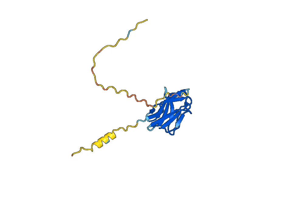 Human CD7 recombinant protein