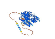 Human CD71/TFRC Monoclonal Antibody