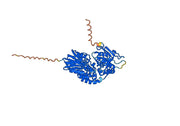 Human CD73/NT5E Monoclonal Antibody
