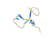 Human CD74 (LL1) Monoclonal Antibody
