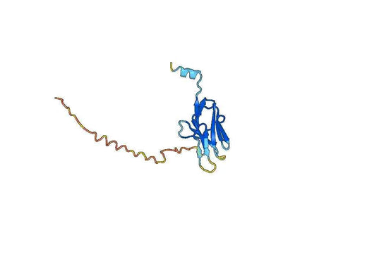 Human CD79β-CD79B recombinant protein