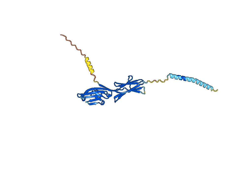 Human CD80/B7-1 Monoclonal Antibody